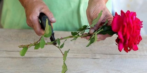 Kako uzgajati ružu iz kupljene reznice